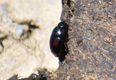 Sphaeridium scarabaeoides