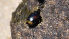 Sphaeridium scarabaeoides