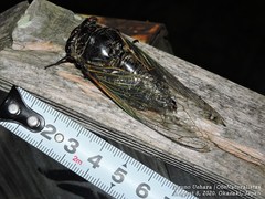 Cryptotympana facialis