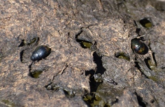 Sphaeridium scarabaeoides