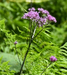 Adenostyles alliariae