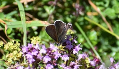 Lycaena tityrus subalpina