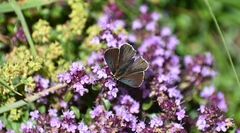 Lycaena tityrus subalpina