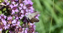 Lycaena tityrus subalpina