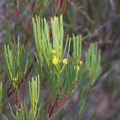 Acacia nematophylla