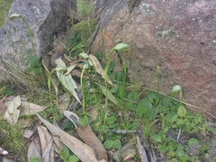 Pterostylis nutans