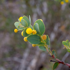 Acacia anceps