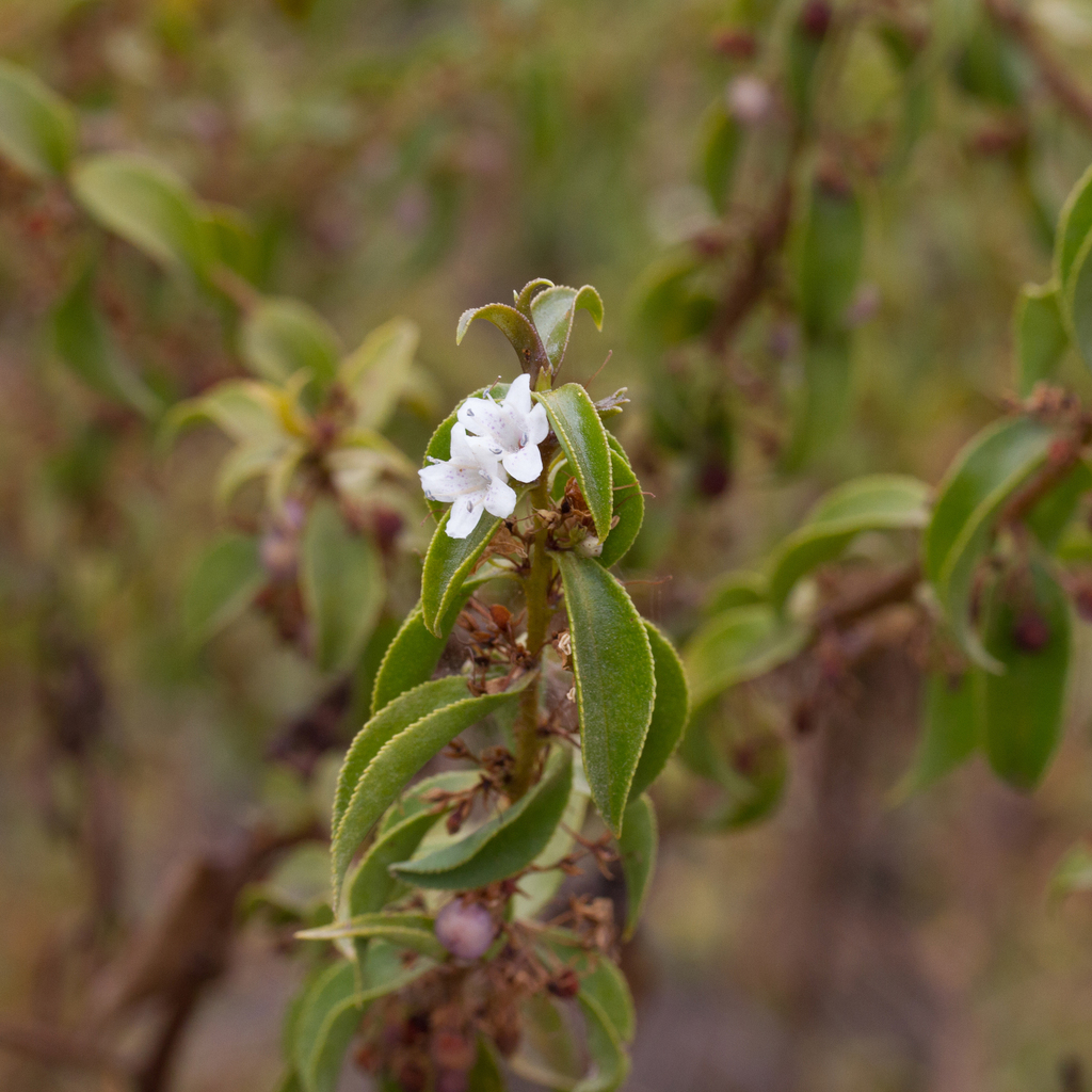 Myoporum viscosum; photograph (c) Kym Nicolson, some rights reserved (CC BY)