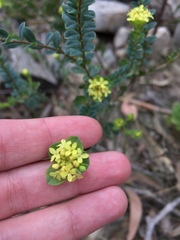 Pimelea flava flava