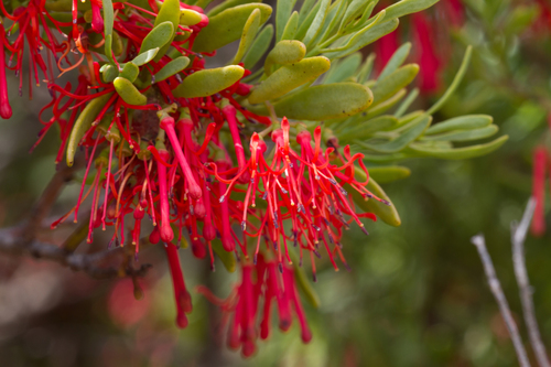 Amyema melaleucae (Lehm. ex Miq.) Tiegh.