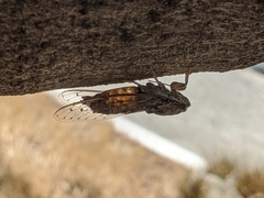 Cicada cretensis