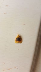 Rhodographa phaeoplaga