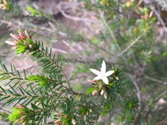 Calytrix alpestris