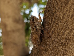Cicada cretensis