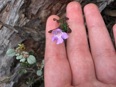 Prostanthera spinosa