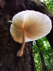 Oudemansiella australis