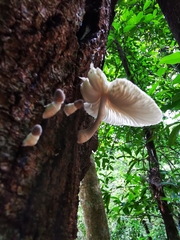 Oudemansiella australis