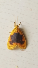 Rhodographa phaeoplaga