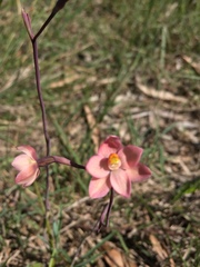 Thelymitra rubra