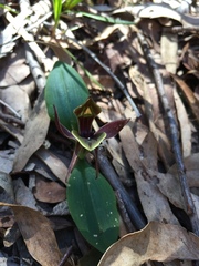 Chiloglottis valida