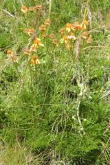 Jacobaea abrotanifolia