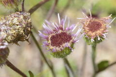 Erigeron alpinus