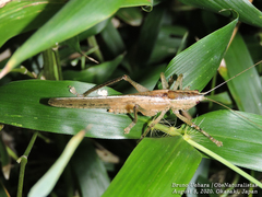 Palaeoagraecia lutea