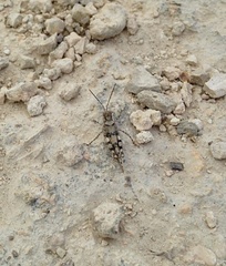 Heliastus sumichrasti