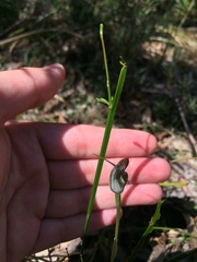 Pterostylis pedunculata