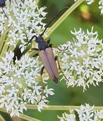 Stictoleptura
