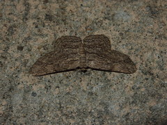 Hypomecis transcissa