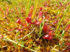 Drosera × obovata