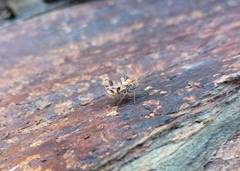 Phyllomorpha laciniata