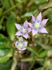 Swertia macrosperma