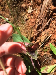 Chiloglottis valida