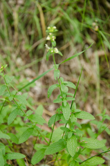 Stachys recta