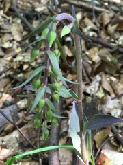Epipactis purpurata