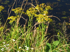 Jacobaea paludosa paludosa