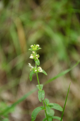 Stachys recta