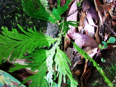 Selaginella doederleinii