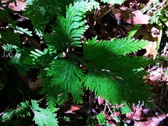 Selaginella doederleinii