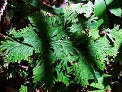 Selaginella doederleinii