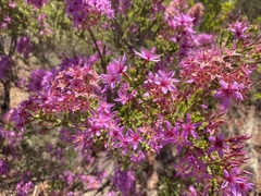 Calytrix carinata