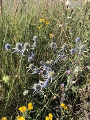 Eryngium planum