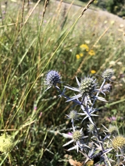 Eryngium planum