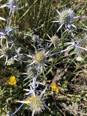 Eryngium planum