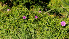 Ipomoea cairica cairica