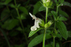 Stachys recta