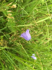 Campanula rotundifolia