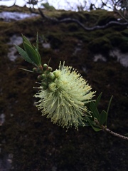 Melaleuca pallida